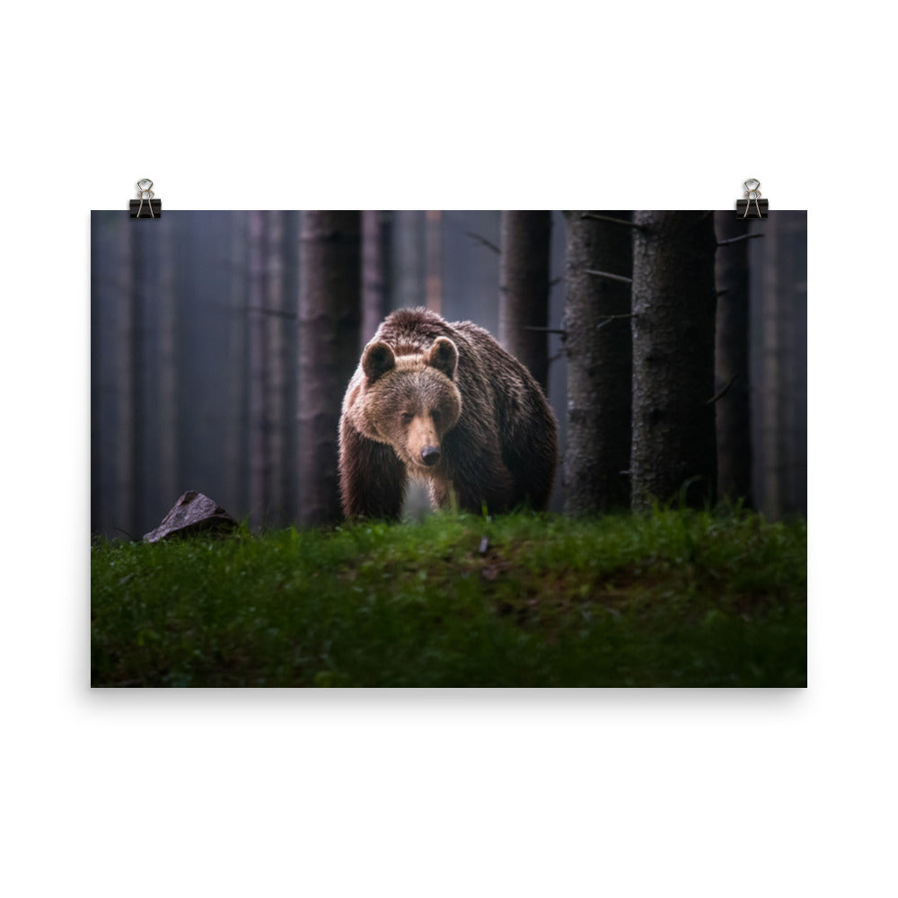 Brown Bear Walking Through Forest Wildlife Photo Loose Wall Art Prints