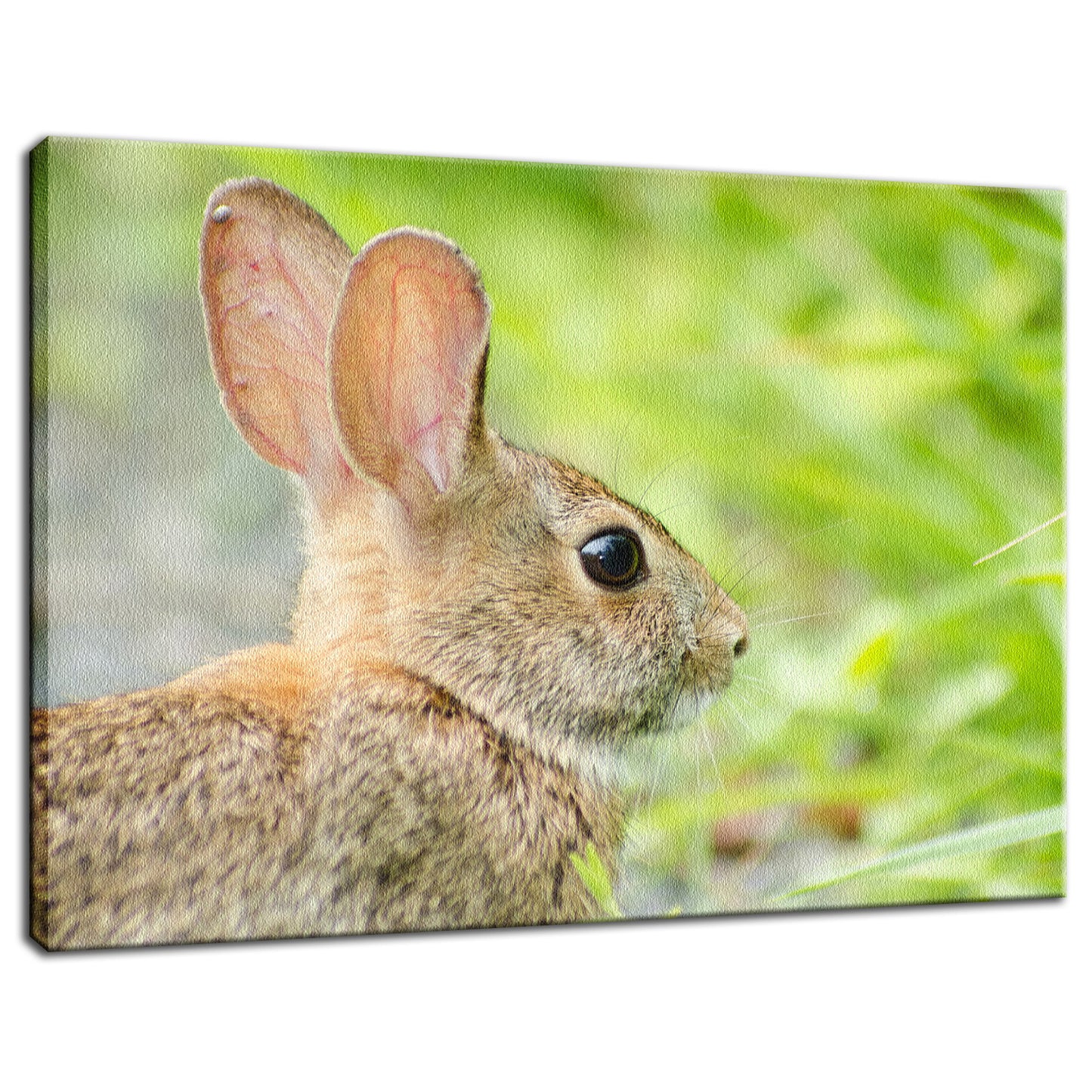 Bunny at Bombay Hook Animal / Wildlife Photograph Fine Art Canvas & Unframed Wall Art Prints - PIPAFINEART