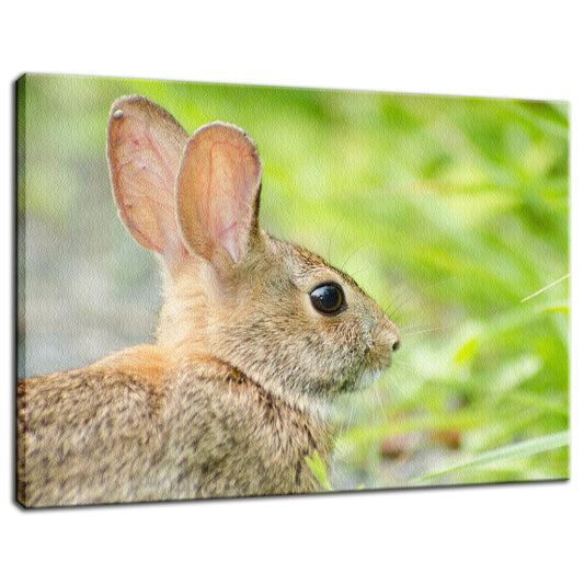 Bunny at Bombay Hook Animal / Wildlife Photograph Fine Art Canvas & Unframed Wall Art Prints  - PIPAFINEART