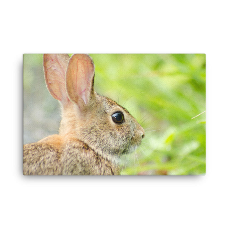 Bunny at Bombay Hook Wildlife Photo Canvas Wall Art Prints