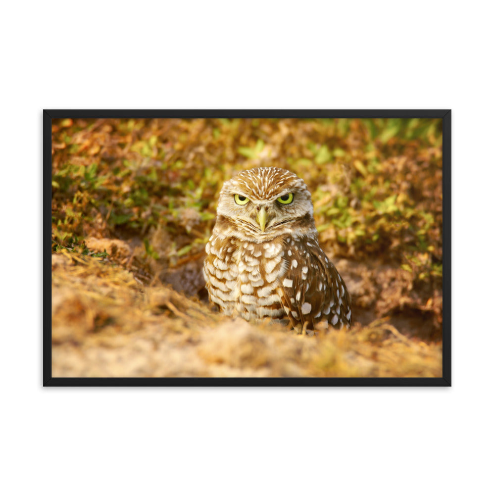 Burrowing Owl in Golden Light Wildlife Nature Photo Framed Wall Art Prints