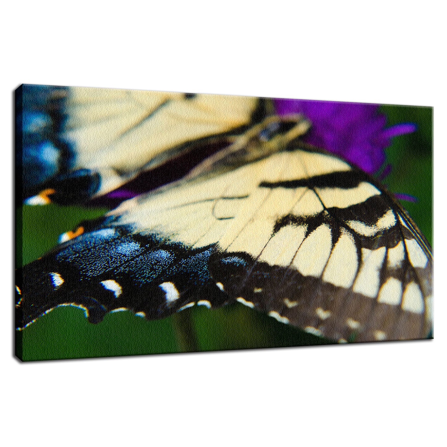 Butterfly Wings Animal / Wildlife Photograph Fine Art Canvas & Unframed Wall Art Prints - PIPAFINEART
