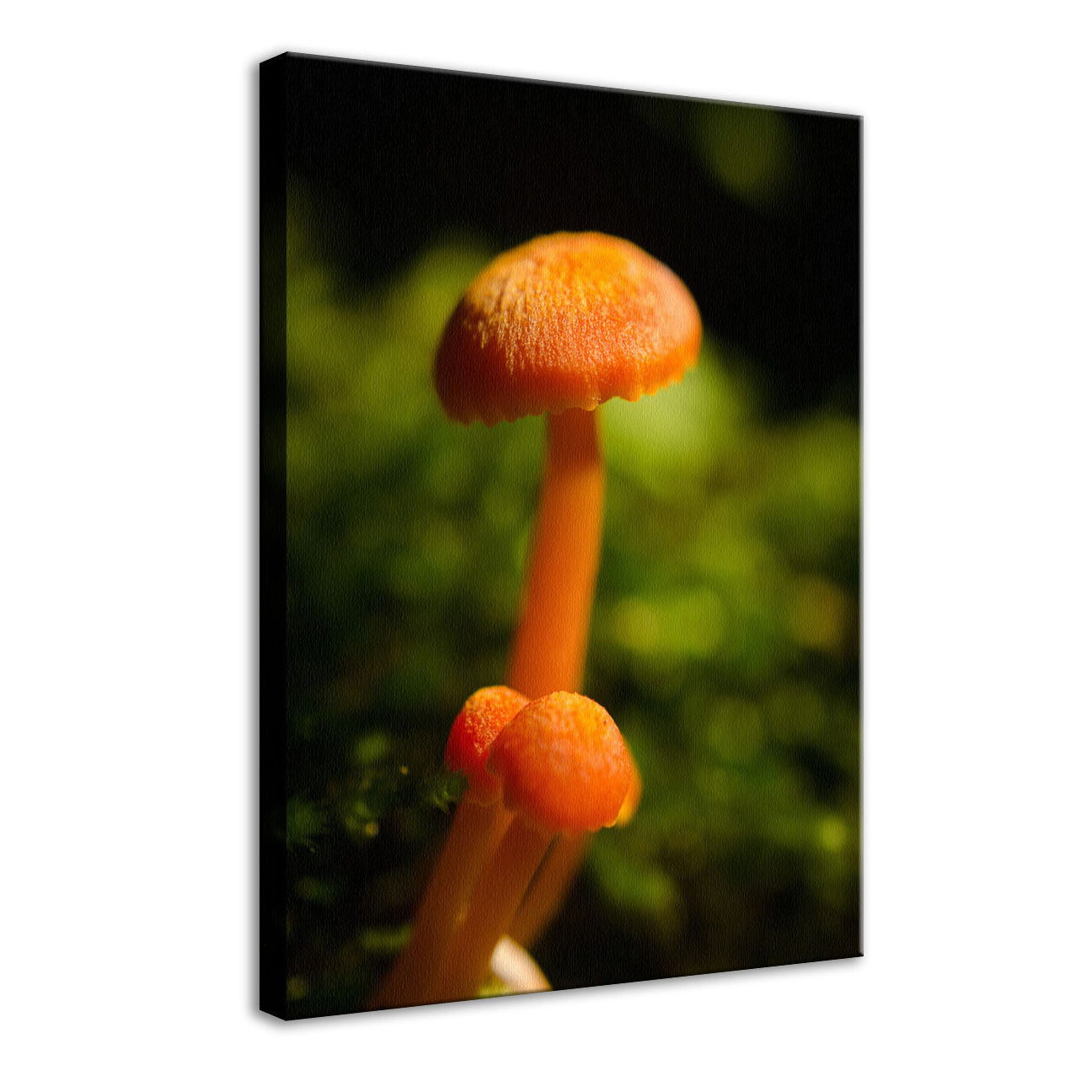 Button Top Mushrooms Nature / Botanical Photo Fine Art Canvas Wall Art Prints - PIPAFINEART