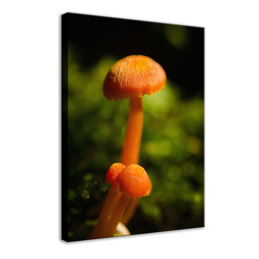 Button Top Mushrooms Nature / Botanical Photo Fine Art Canvas Wall Art Prints  - PIPAFINEART