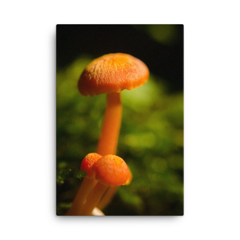 Button Top Mushrooms Rustic Botanical Nature Photo Canvas Wall Art Prints