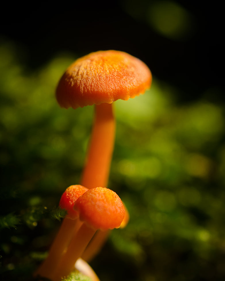 Button Top Mushrooms Nature / Botanical Photo Fine Art Canvas Wall Art Prints - PIPAFINEART