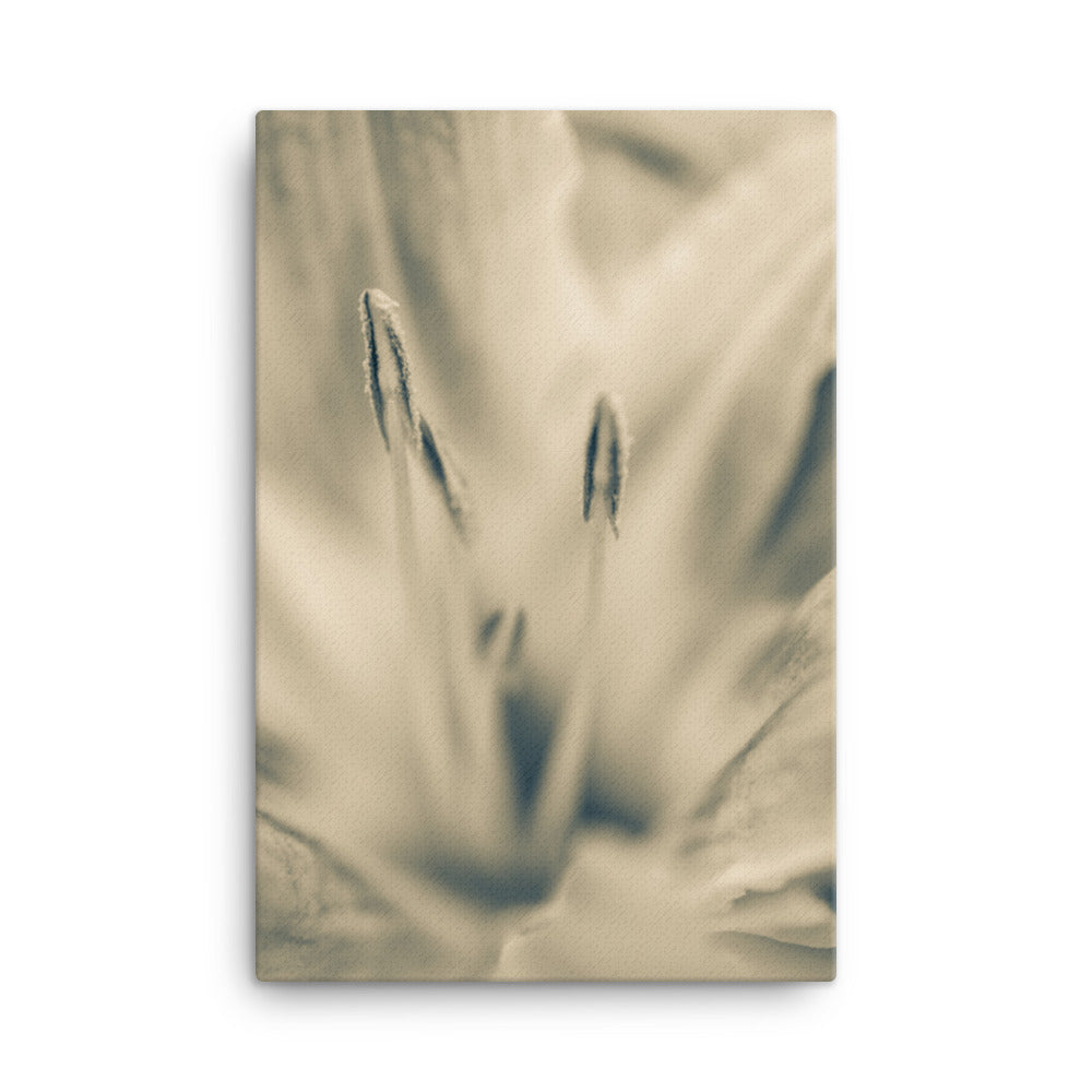Calm Passions Sepia Floral Botanical Nature Photograph Canvas Wall Art Prints