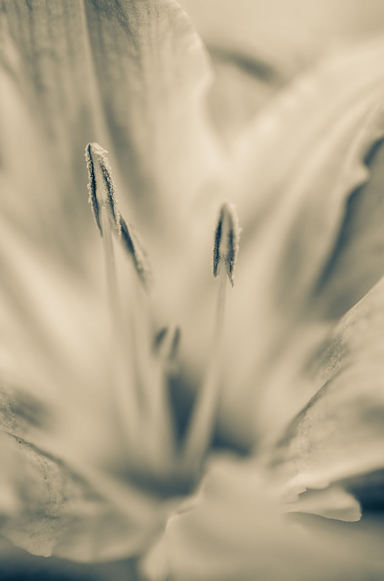 Calm Passions - Sepia Nature / Floral Photo Fine Art Canvas Wall Art Prints  - PIPAFINEART