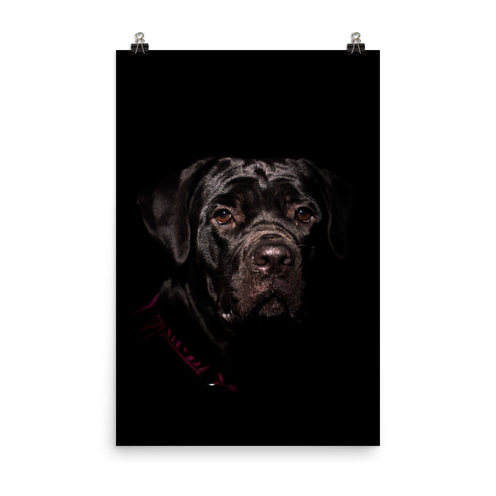 Cane Corso Low-Key Animal Photograph Loose Wall Art Print
