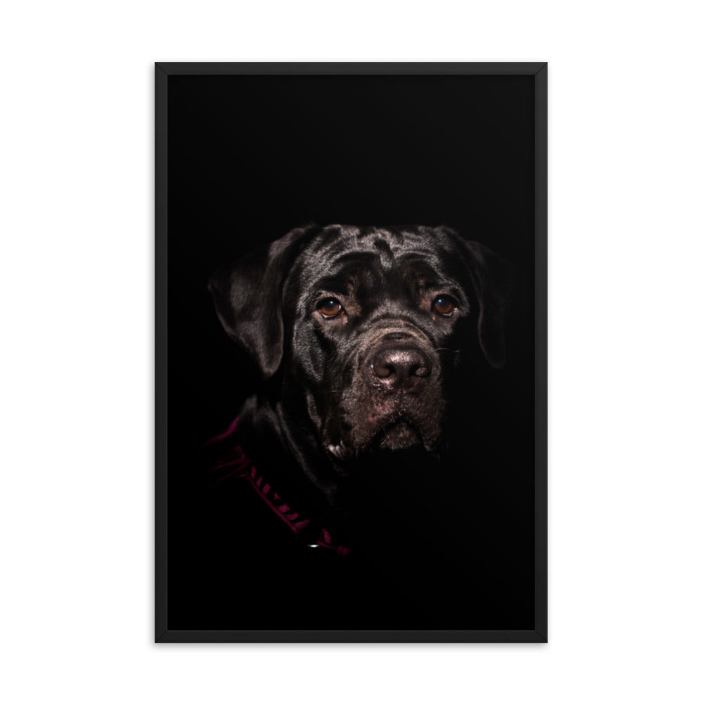 Cane Corso Puppy Low Key Portrait Animal Dog Photograph Framed Wall Art Prints