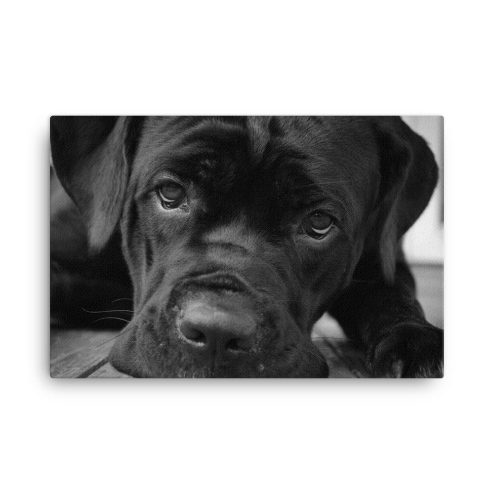 Cane Corso on Porch Animal / Dog Black & White Canvas Wall Art Prints