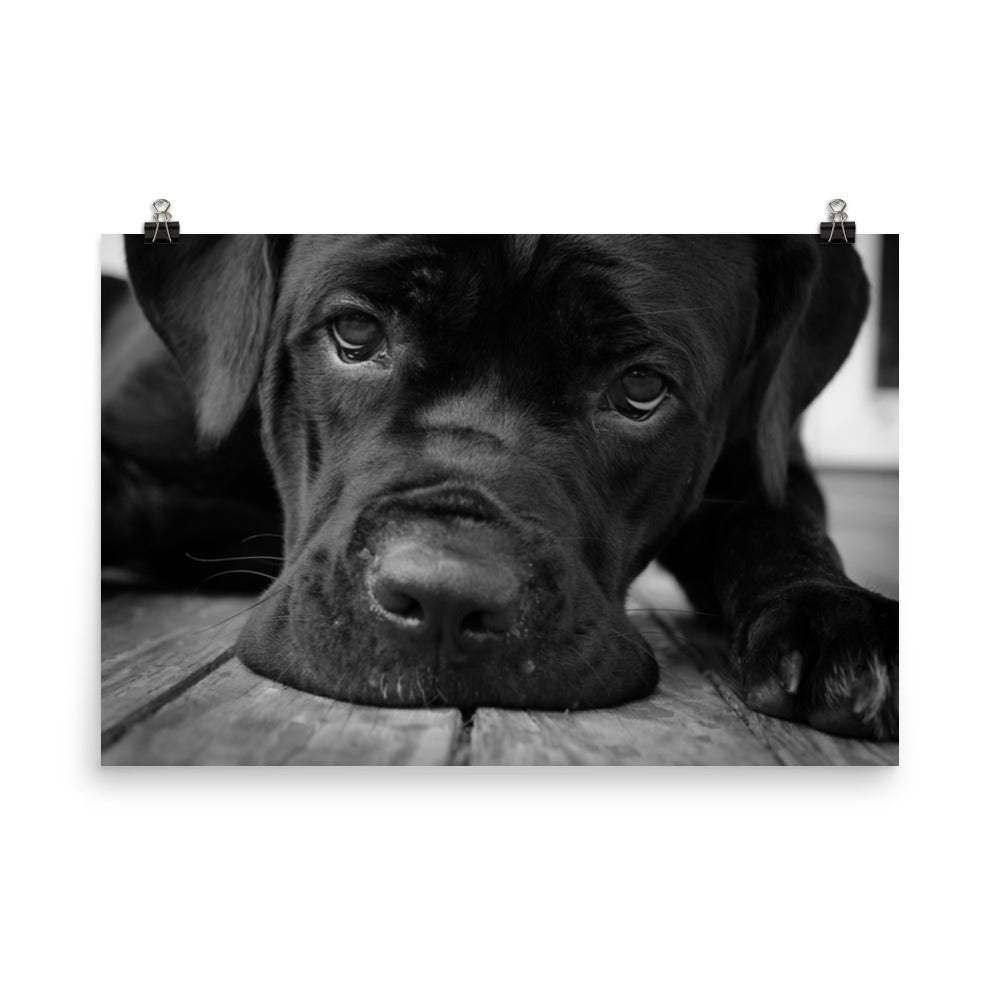 Cane Corso on Porch Animal / Dog Black & White Loose Wall Art Print
