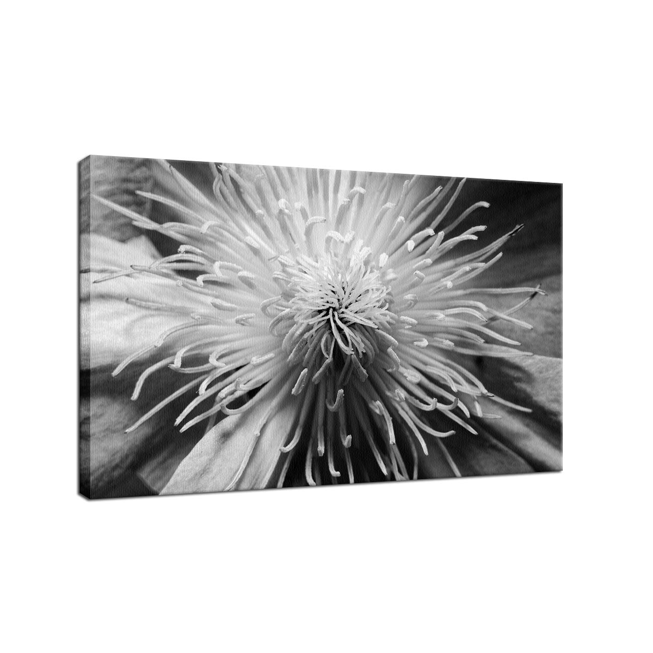 Center of Clematis - Black and White Nature / Floral Photo Fine Art Canvas Wall Art Prints - PIPAFINEART