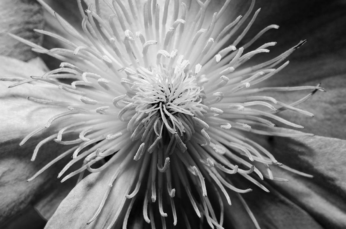 Center of Clematis - Black and White Nature / Floral Photo Fine Art Canvas Wall Art Prints - PIPAFINEART