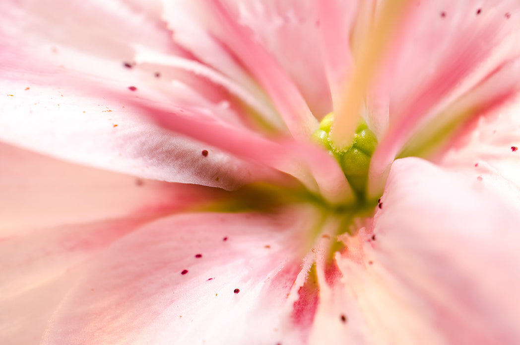 Center of the Stargazer Lily Nature / Floral Photo Fine Art Canvas Wall Art Prints - PIPAFINEART