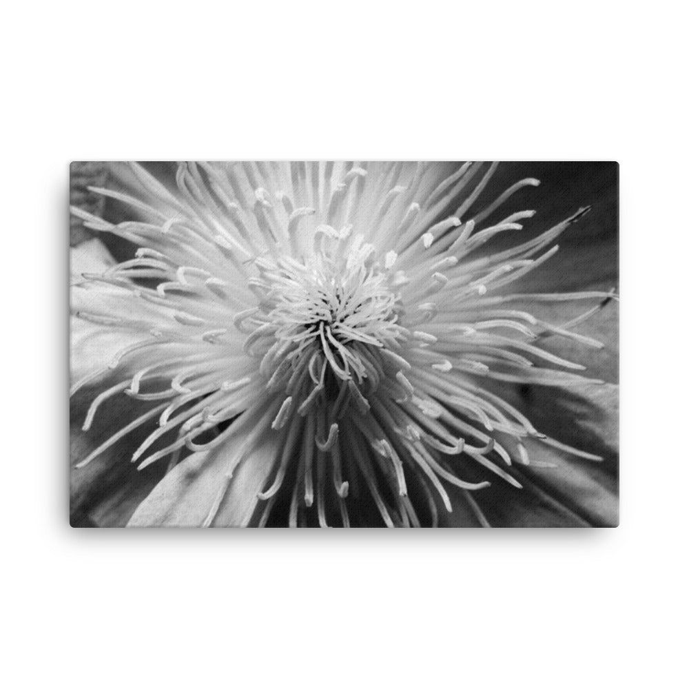 Center of Clematis Black and White Floral Botanical Nature Photograph Canvas Wall Art Prints