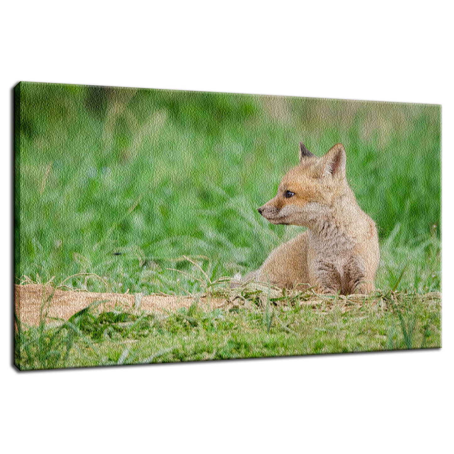 Chillin Animal / Wildlife Photograph Fine Art Canvas & Unframed Wall Art Prints - PIPAFINEART