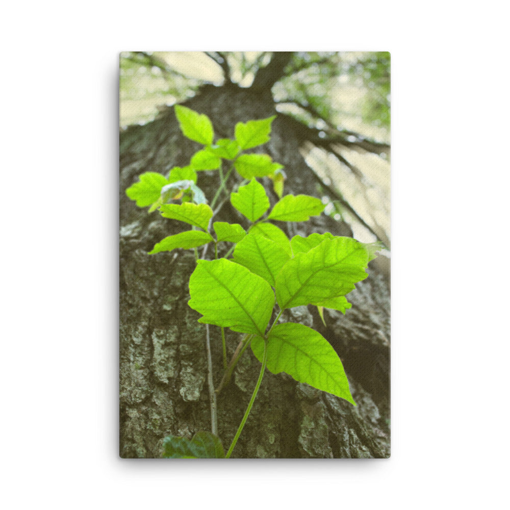 Climbing The Tree Botanical Nature Canvas Wall Art Prints