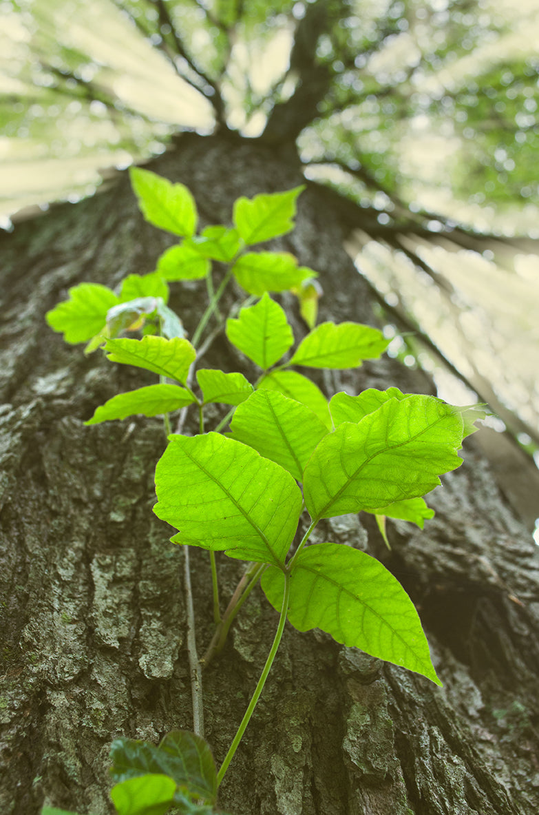 Climbing the Tree Botanical / Nature Photo Fine Art Canvas Wall Art Prints - PIPAFINEART