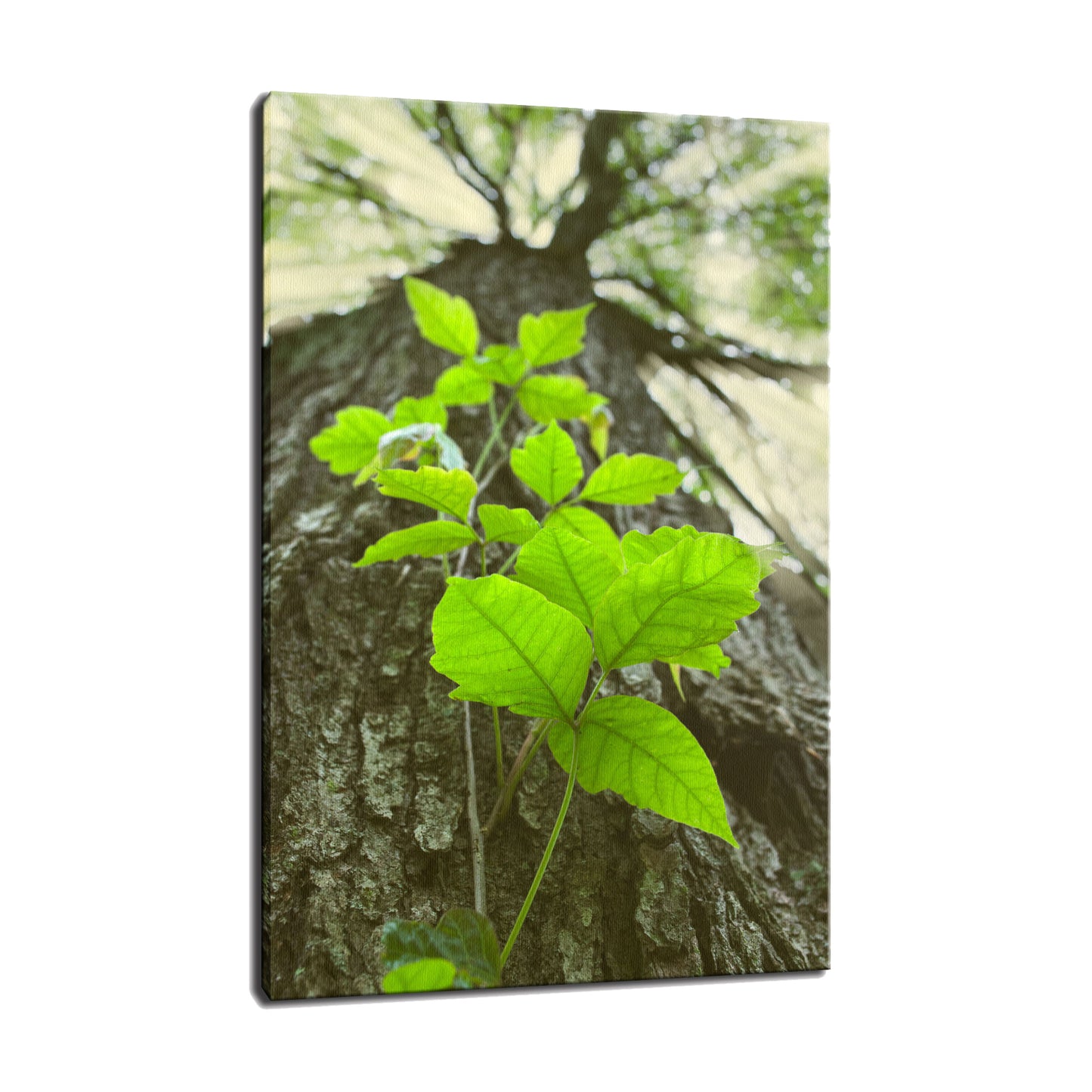Climbing the Tree Botanical / Nature Photo Fine Art Canvas Wall Art Prints - PIPAFINEART