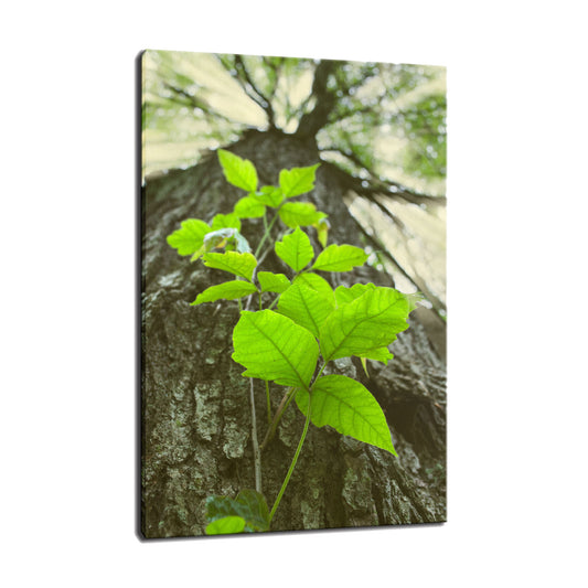 Climbing the Tree Botanical / Nature Photo Fine Art Canvas Wall Art Prints  - PIPAFINEART