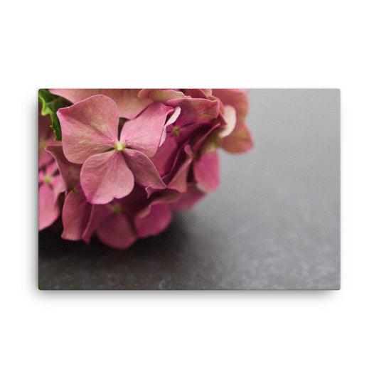 Close-Up Hydrangea on Slate Floral Botanical Nature Photograph Canvas Wall Art Prints