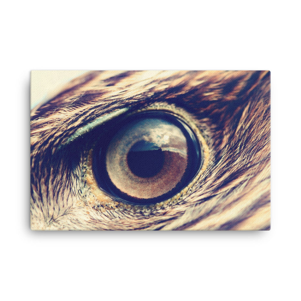 Close-up Eagle Eye Color Tone Animal Wildlife Photograph Canvas Wall Art Prints