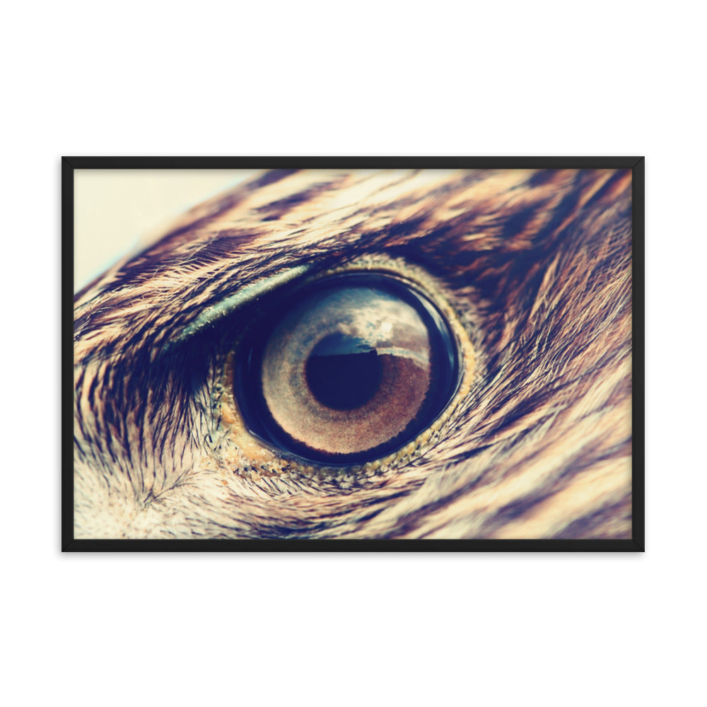 Close-up Eagle Eye Color Tone Animal Wildlife Photograph Framed Wall Art Prints