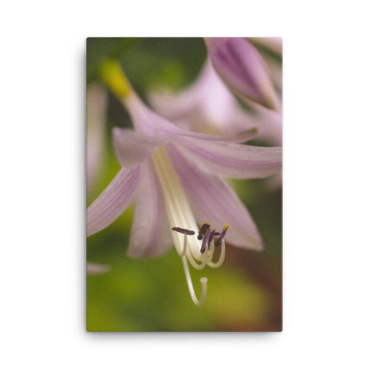 Close-up Hosta Bloom Floral Botanical Nature Photograph Canvas Wall Art Prints