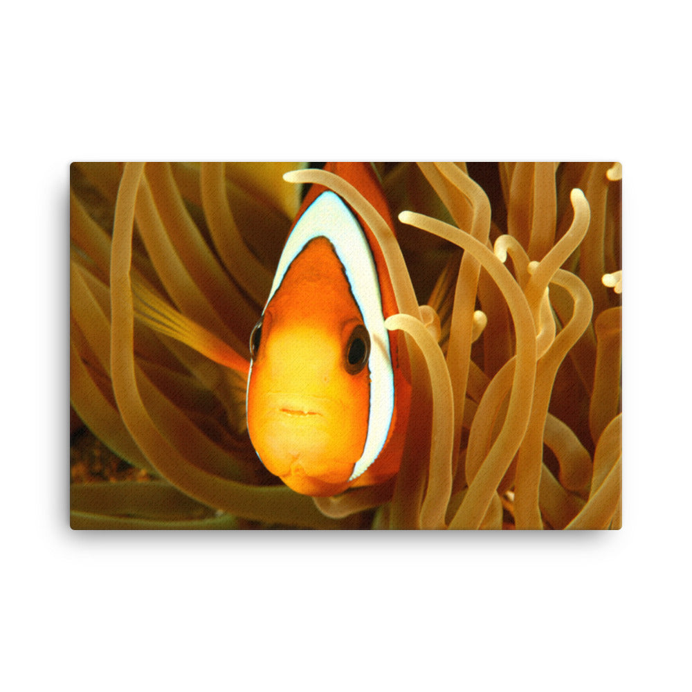 Close-up Orange Tropical Clownfish Face in Coral Animal Wildlife Photograph Canvas Wall Art Print