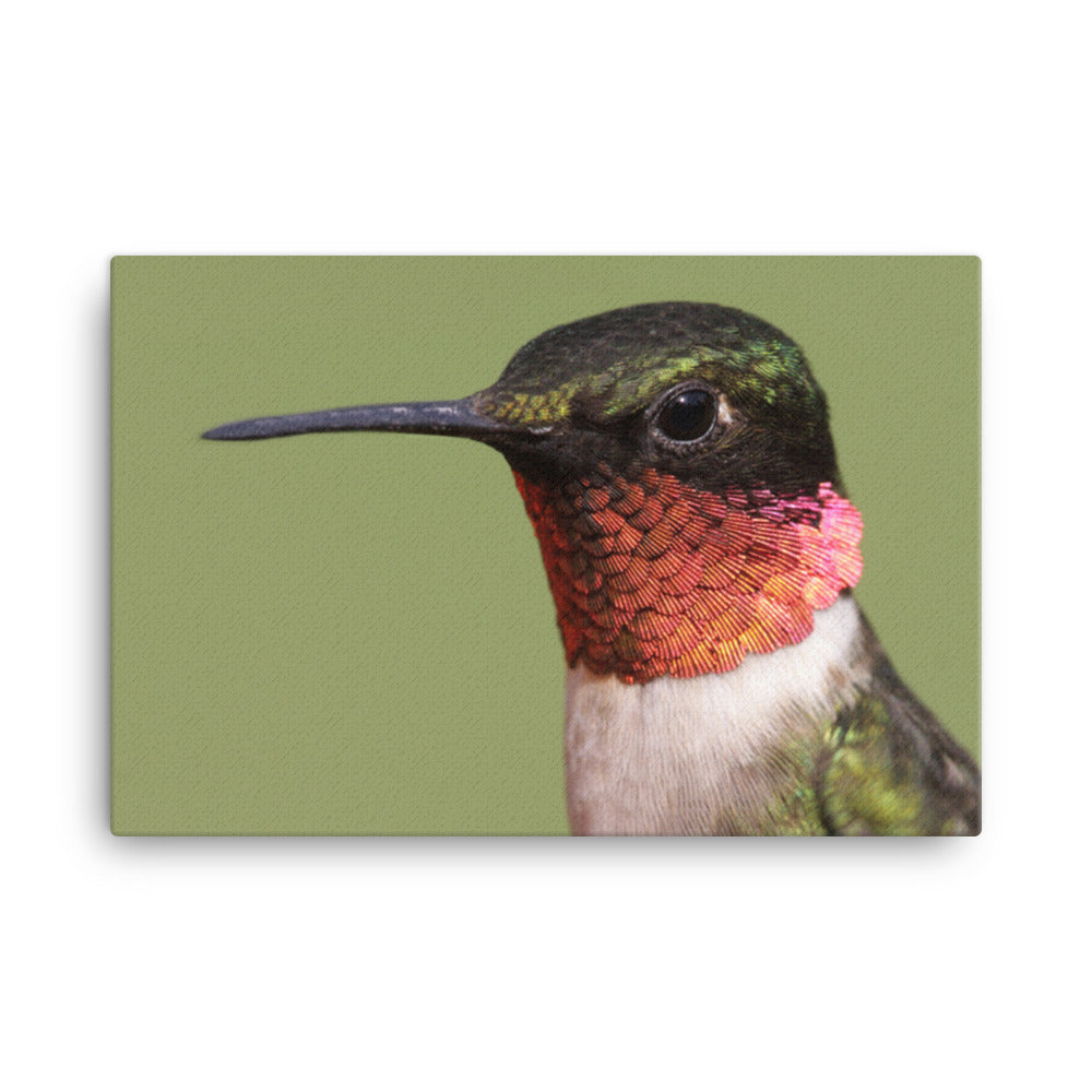 Close-up Ruby-throated Hummingbird Animal Wildlife Photograph Canvas Wall Art Prints
