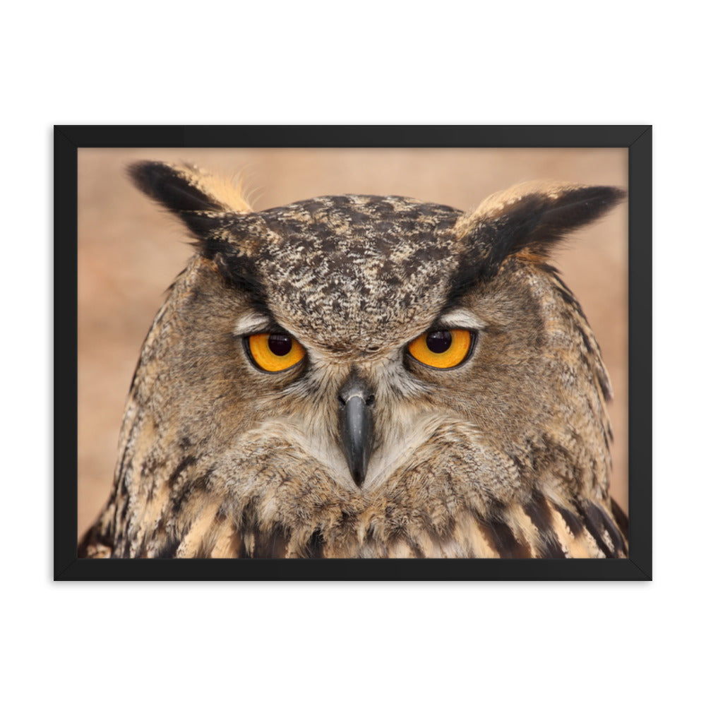 Close-up Yellow Eurasian Eagle Owl Wildlife Animal Framed Wall Art Print