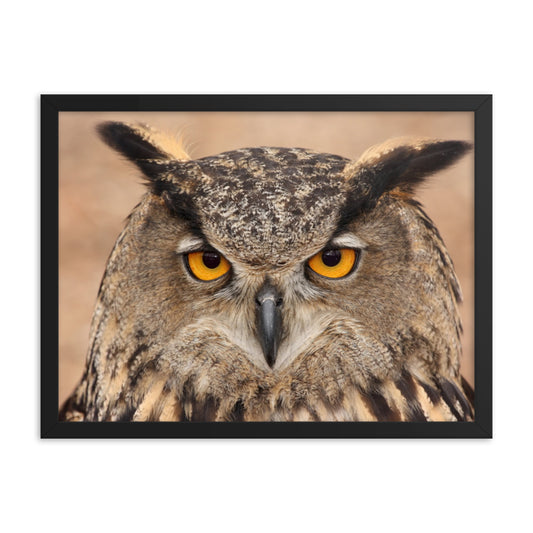 Close-up Yellow Eurasian Eagle Owl Wildlife Animal Framed Wall Art Print