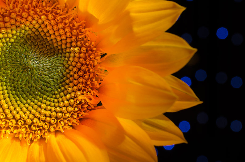 Close-up Sunflower Nature / Floral Photo Fine Art Canvas Wall Art Prints - PIPAFINEART