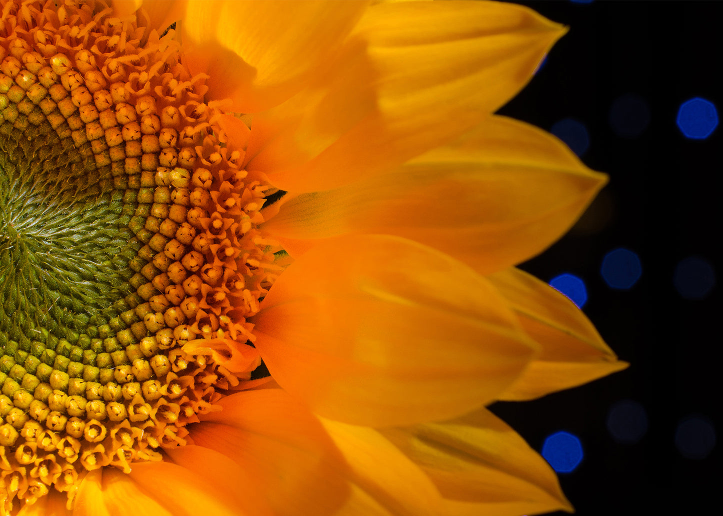 Close-up Sunflower Floral Nature Photo DIY Wall Decor Instant Download Print - Printable - PIPAFINEART