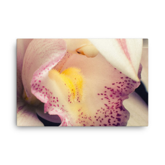 Close-up of Orchid Floral Botanical Nature Photograph Canvas Wall Art Prints