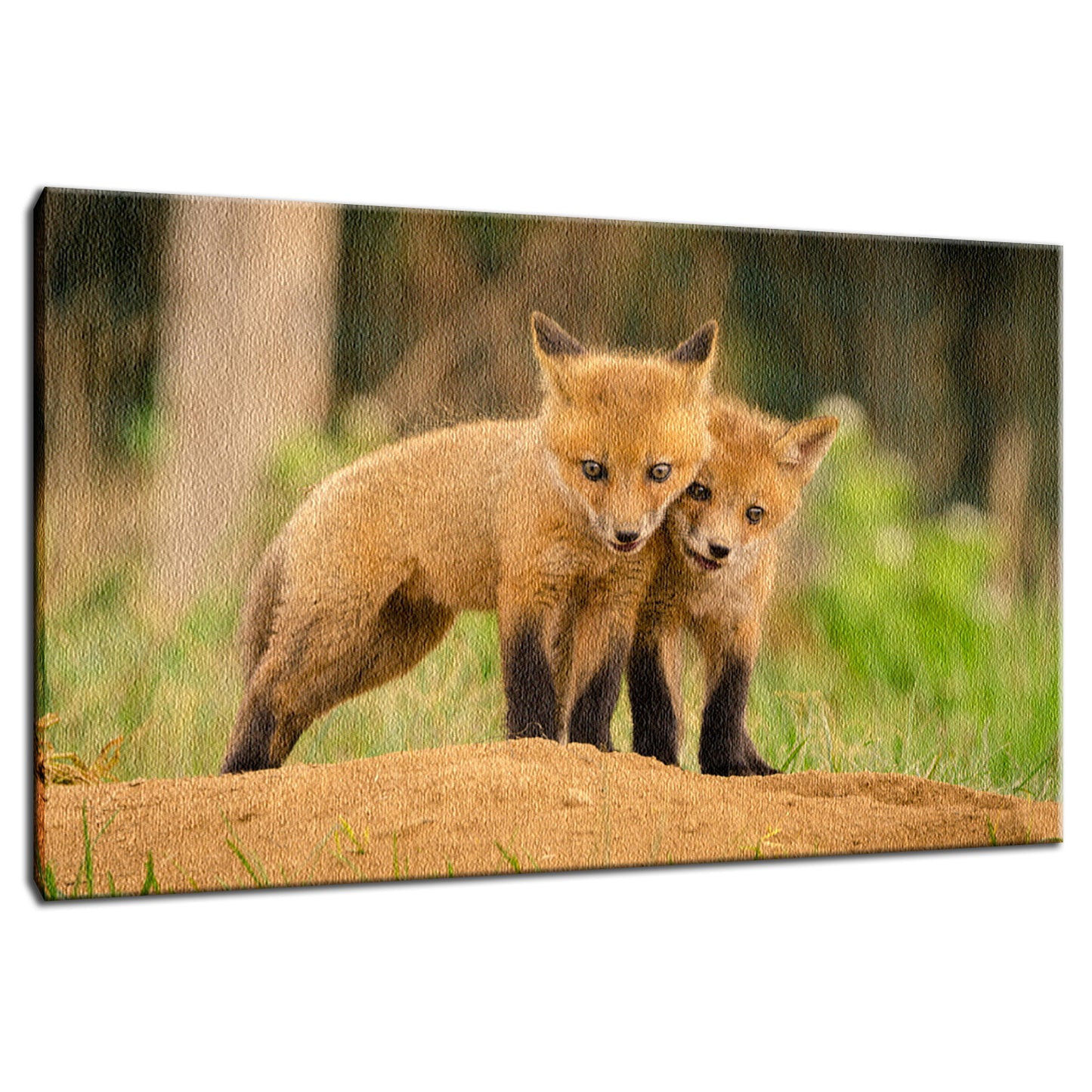 Close to You Animal / Wildlife Photograph Fine Art Canvas & Unframed Wall Art Prints - PIPAFINEART