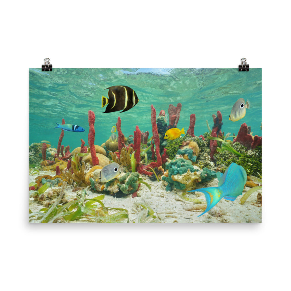 Colorful Tropical Fish - Animal Wildlife Photograph Loose Wall Art Print