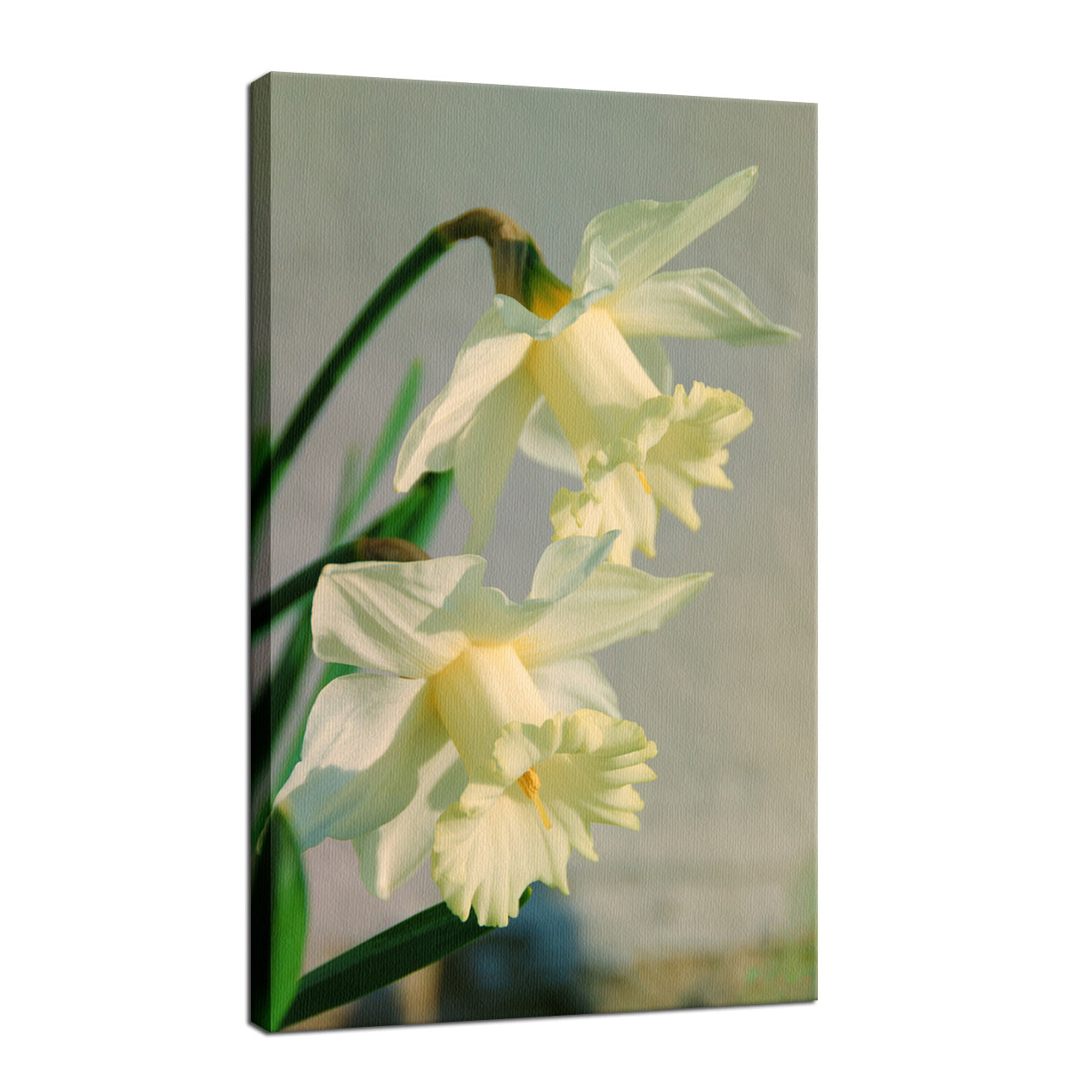 Colorized Daffodils Nature / Floral Photo Fine Art Canvas Wall Art Prints  - PIPAFINEART