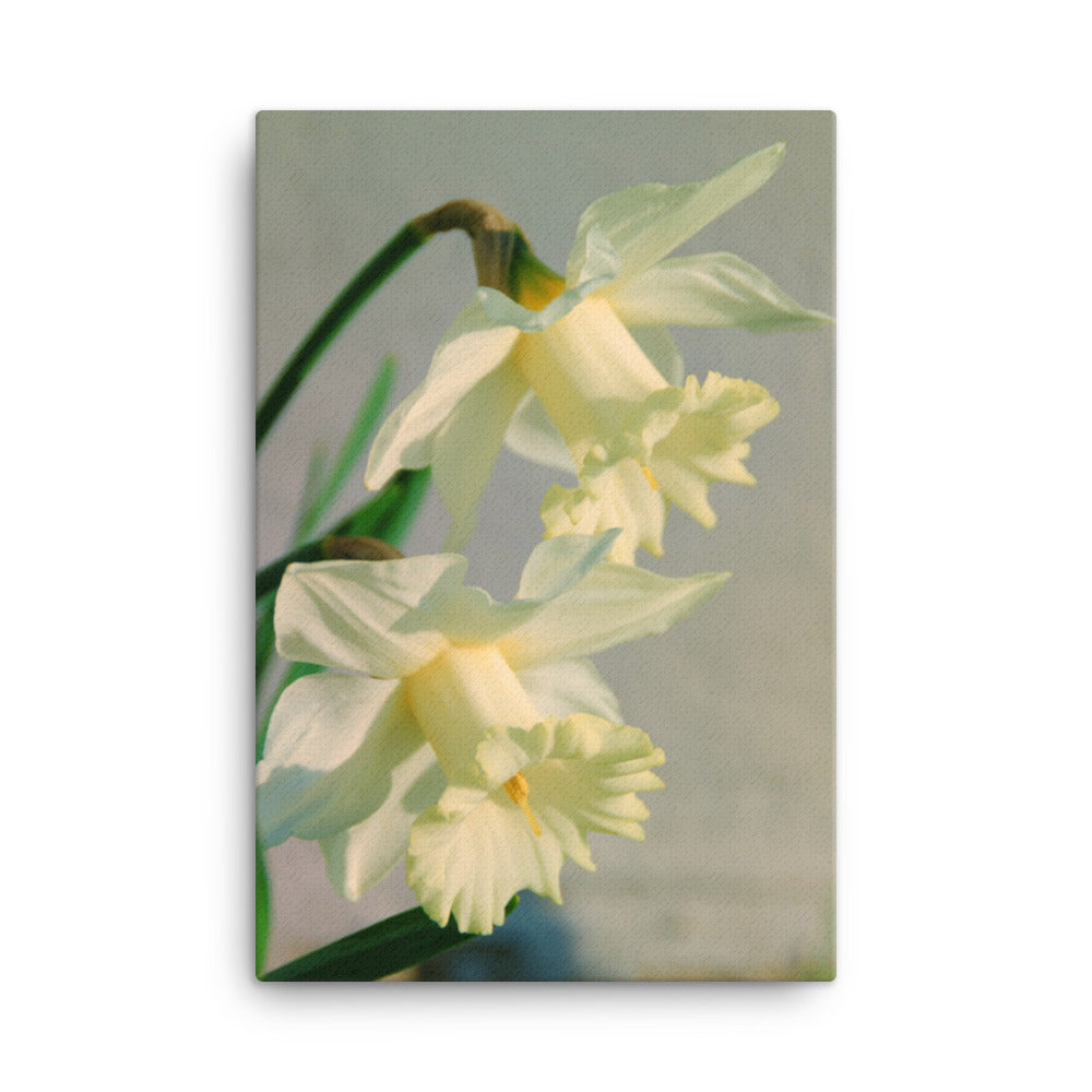 Colorized Daffodils Floral Botanical Nature Photograph Canvas Wall Art Prints