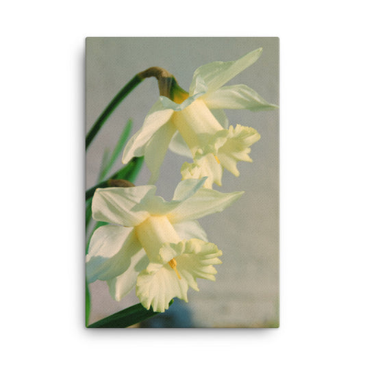 Colorized Daffodils Floral Botanical Nature Photograph Canvas Wall Art Prints