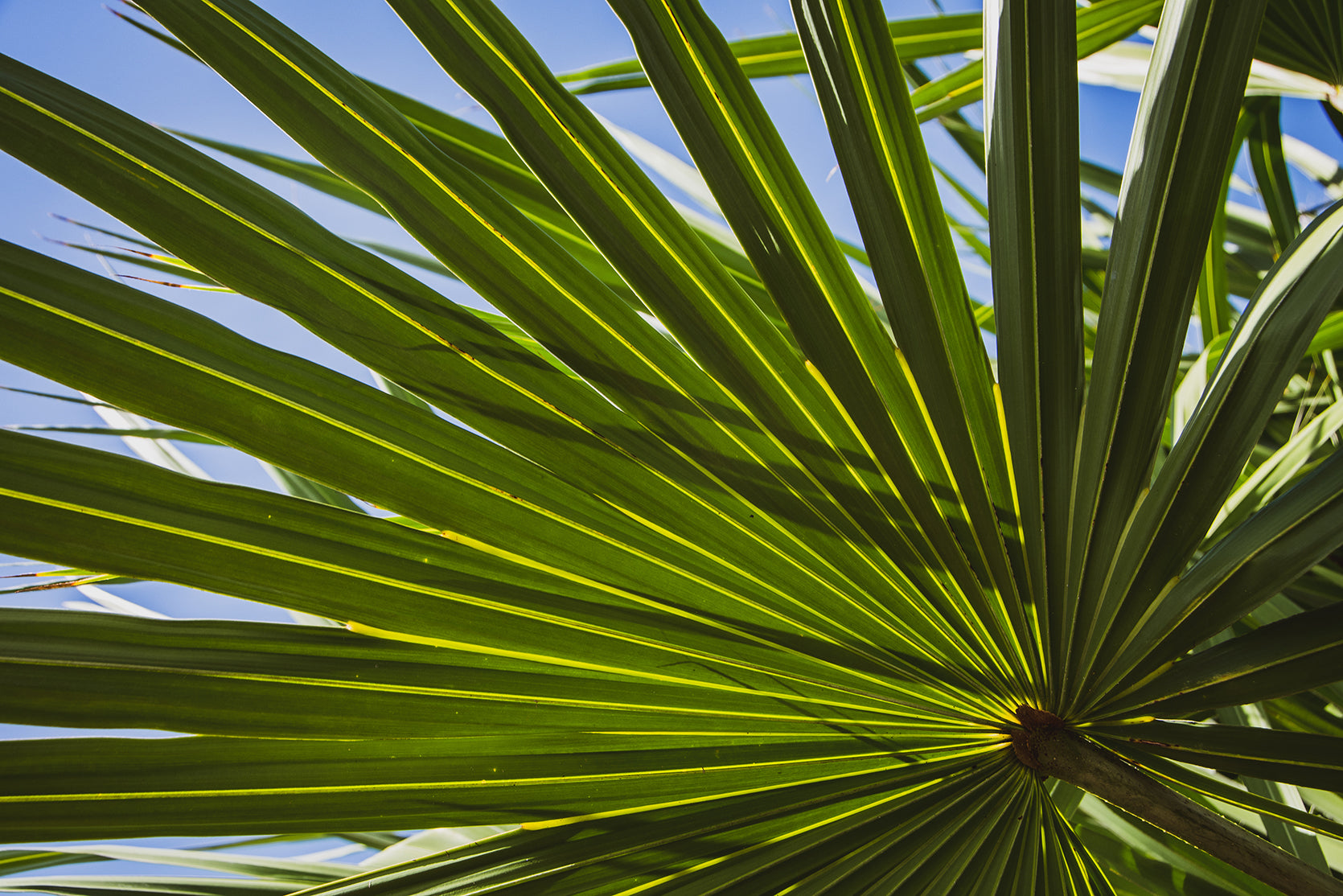 Colorized Wide Palm Leaves Nature / Botanical Photo Fine Art Canvas Wall Art Prints  - PIPAFINEART