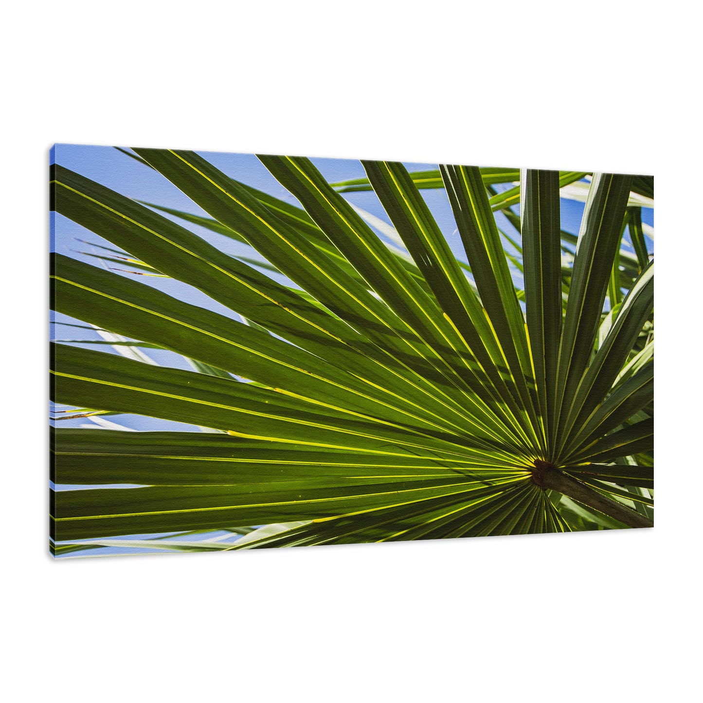 Colorized Wide Palm Leaves Nature / Botanical Photo Fine Art Canvas Wall Art Prints - PIPAFINEART