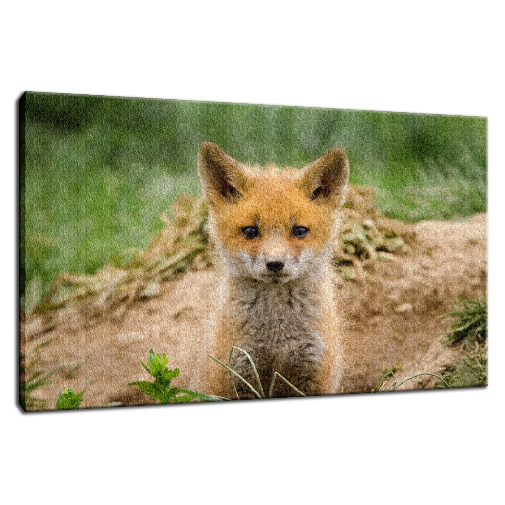 Coming Out Animal / Wildlife Photograph Fine Art Canvas & Unframed Wall Art Prints  - PIPAFINEART