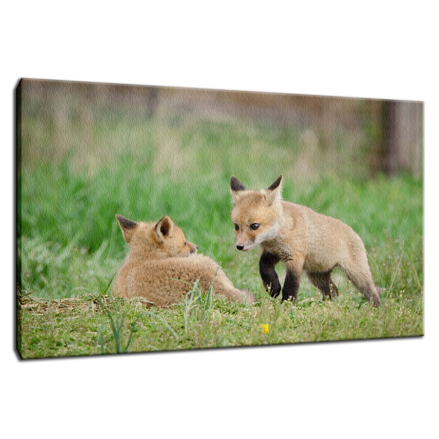 Coming to Get You Animal / Wildlife Photograph Fine Art Canvas & Unframed Wall Art Prints - PIPAFINEART
