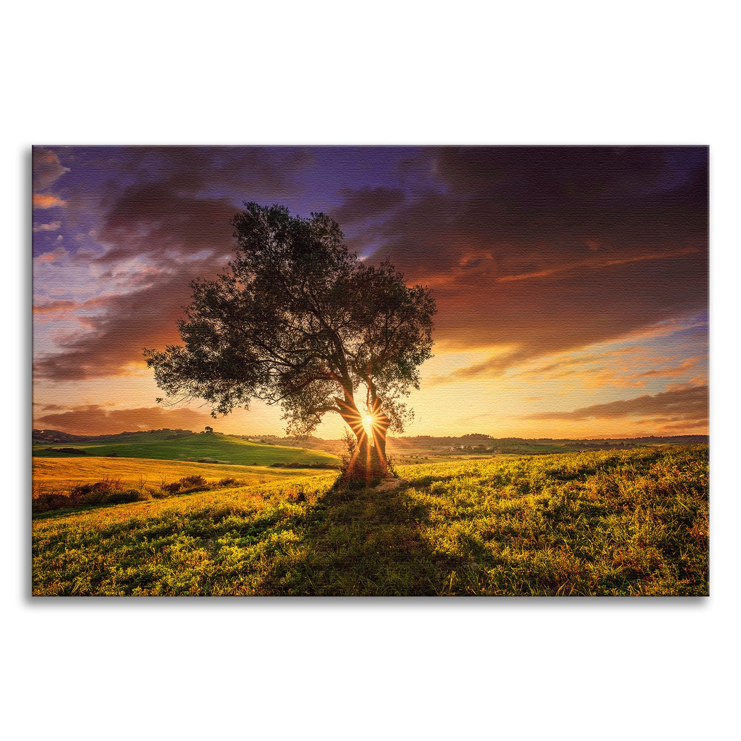 Countryside Olive Tree Sunset Landscape Photo Canvas Wall Art Prints