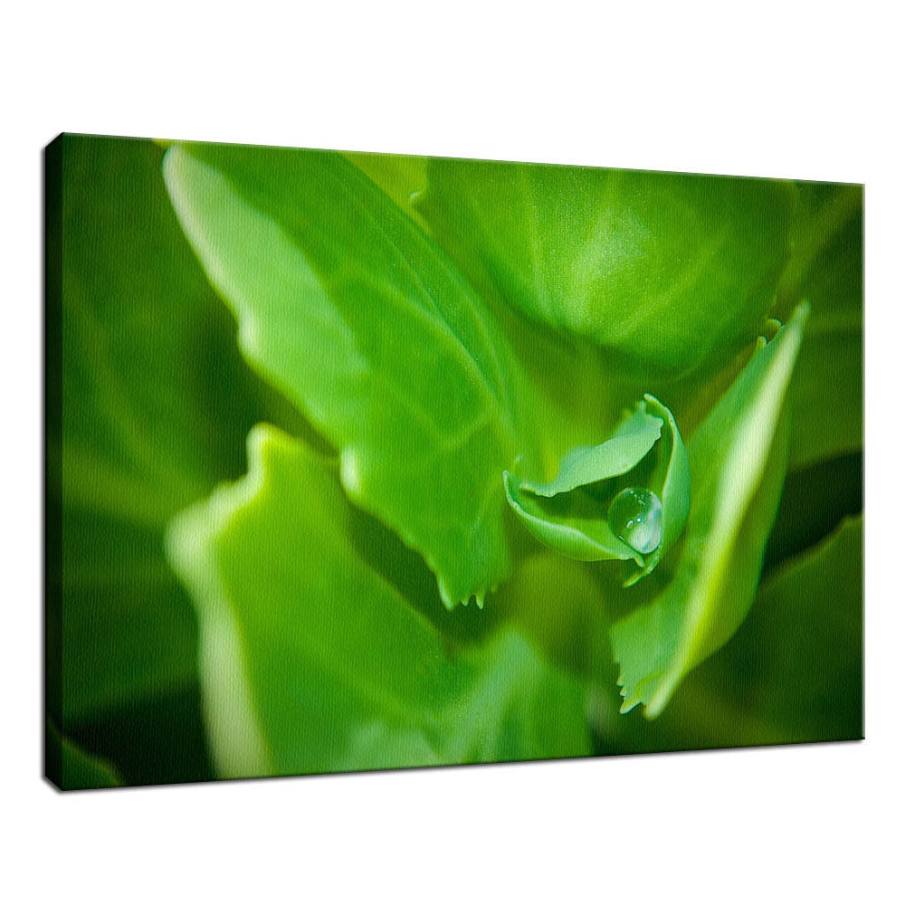 Cupped Droplet Botanical / Nature Photo Fine Art Canvas Wall Art Prints - PIPAFINEART