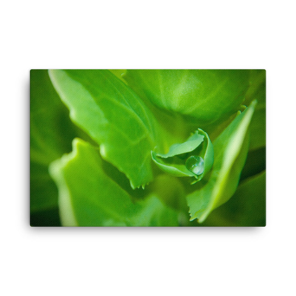 Cupped Droplet Minimal Botanical Nature Photograph Canvas Wall Art Prints