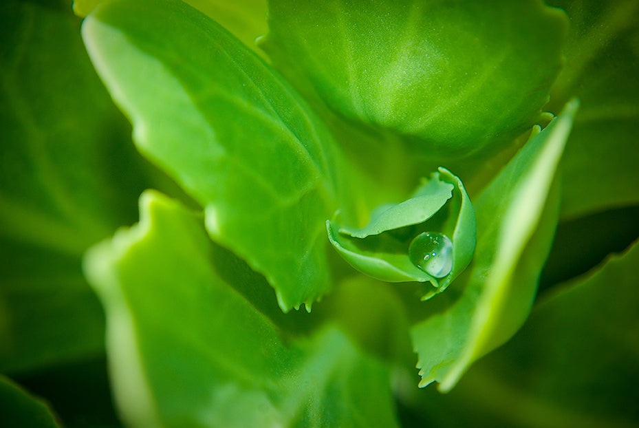 Cupped Droplet Botanical / Nature Photo Fine Art Canvas Wall Art Prints - PIPAFINEART