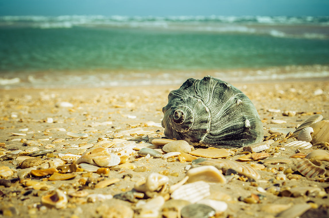 Daydreams on the Shore Nature / Coastal Photo Fine Art Canvas Wall Art Prints  - PIPAFINEART
